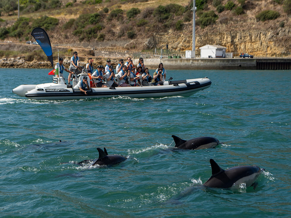 Grupo de golfinhos nada junto ao barco